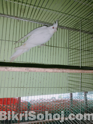 Cocatel running pakhi